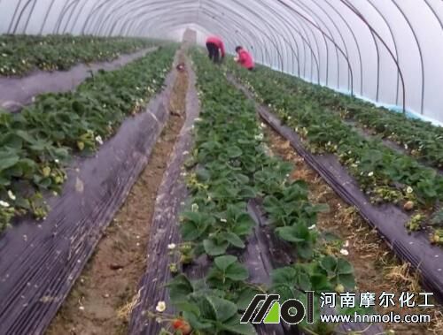 草莓水溶肥施肥方法 草莓水溶肥施肥方法