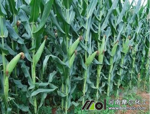 玉米追肥方法 玉米追肥方法