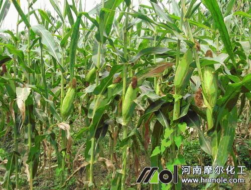 玉米追肥用什么肥好 玉米追肥用什么肥好