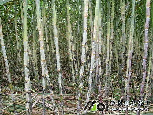 種甘蔗用什么肥料 種甘蔗用什么肥料