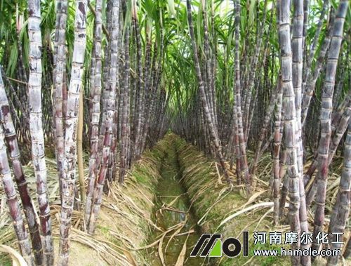 甘蔗種植環境要求 甘蔗種植環境要求