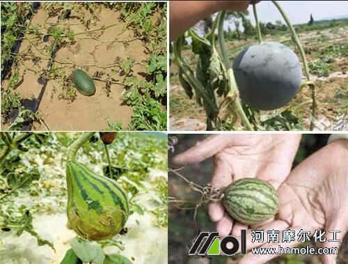 西瓜個頭小不甜原因 西瓜個頭小不甜原因