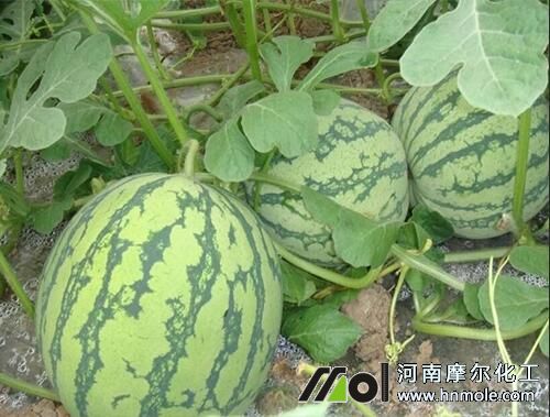 西瓜膨果期用肥 西瓜膨果期用肥