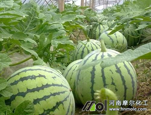 西瓜各個生長期施肥方法 西瓜各個生長期施肥方法