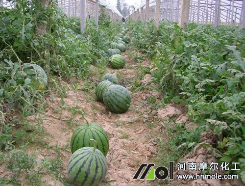 西瓜水溶肥使用方法 西瓜水溶肥使用方法