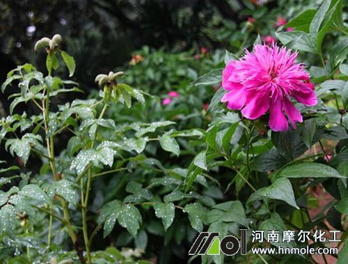 芍藥為什么不開花 芍藥為什么不開花