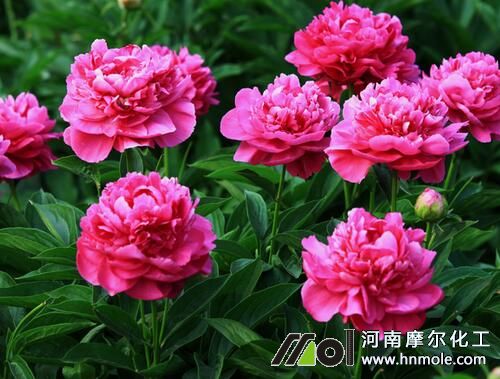 芍藥水溶肥施肥方法 芍藥水溶肥施肥方法