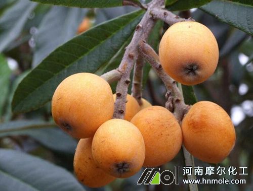 枇杷果施肥 枇杷果施肥