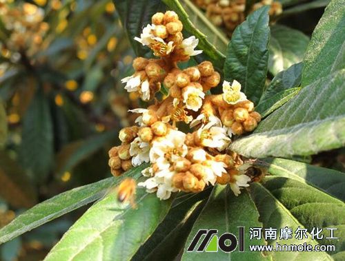 枇杷促花肥 枇杷促花肥