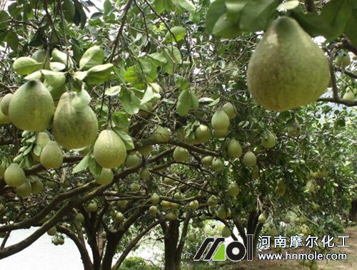 柚子水溶肥好處 柚子水溶肥好處