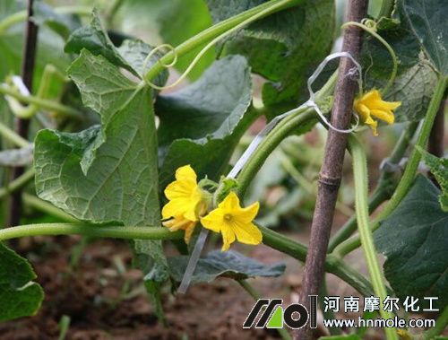 黃瓜開花期施水溶肥 黃瓜開花期施水溶肥