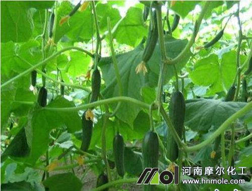 黃瓜結瓜期施水溶肥 黃瓜結瓜期施水溶肥