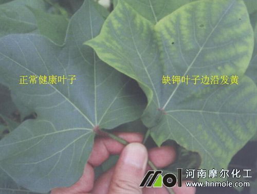 植物葉片缺鉀癥狀1 植物葉片缺鉀癥狀1