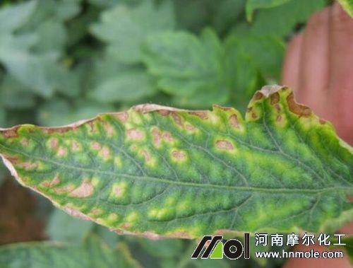 植物葉片缺鉀癥狀2 植物葉片缺鉀癥狀2