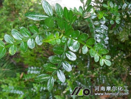 胡椒木的施肥方法 胡椒木的施肥方法