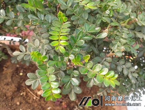 胡椒木病蟲害防治 胡椒木病蟲害防治