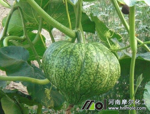 南瓜怎么施肥 南瓜怎么施肥