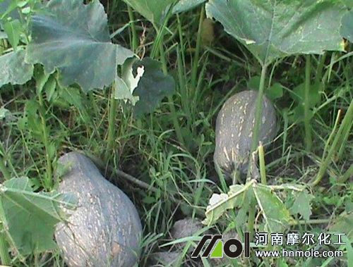 南瓜水溶肥用法 南瓜水溶肥用法