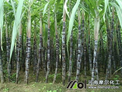 甘蔗施什么肥長得高 甘蔗施什么肥長得高