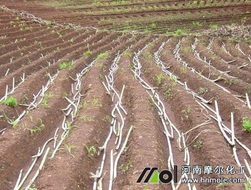 甘蔗種植要求 甘蔗種植要求