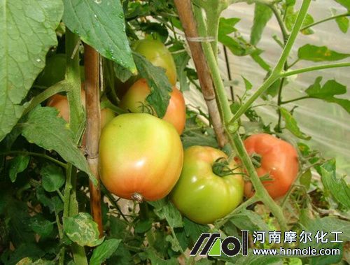 西紅柿沖什么水溶肥膨果快 西紅柿沖什么水溶肥膨果快