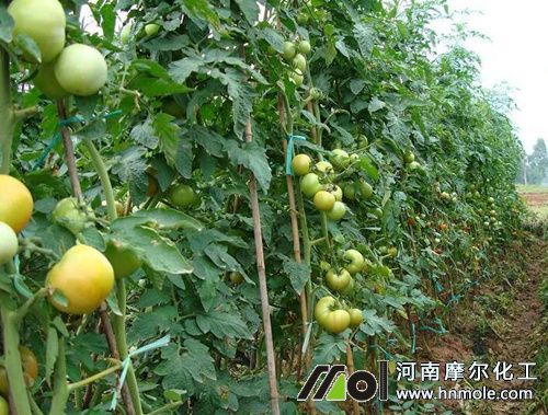 番茄水溶肥用量 番茄水溶肥用量