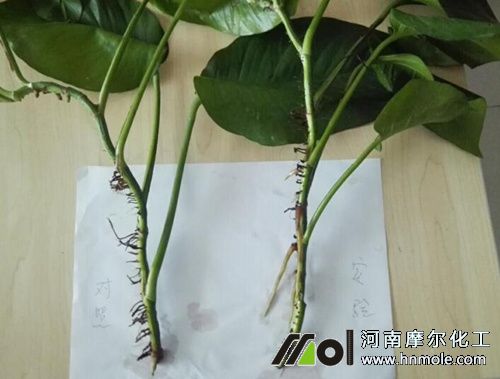 生根水溶肥施用效果 生根水溶肥施用效果