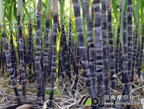 甘蔗需肥特點 甘蔗需肥特點