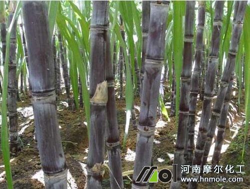 甘蔗水溶肥使用間隔 甘蔗水溶肥使用間隔
