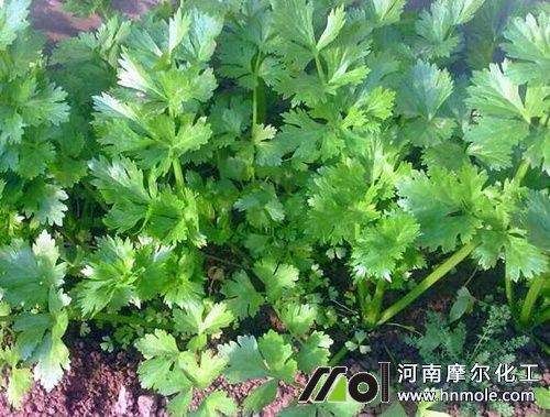 香菜水溶肥效果 香菜水溶肥效果
