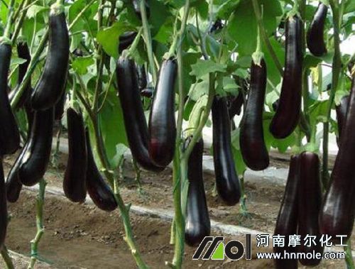 茄子水溶肥施肥方法 茄子水溶肥施肥方法