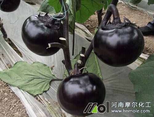 茄子追什么水溶肥黑亮 茄子追什么水溶肥黑亮