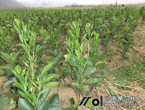 柑橘生根用什么水溶肥 柑橘生根用什么水溶肥