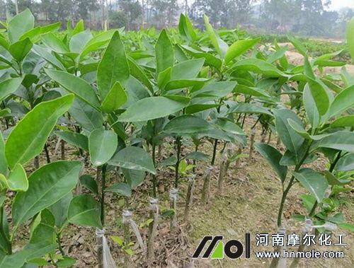 柑橘水溶肥使用方法 柑橘水溶肥使用方法