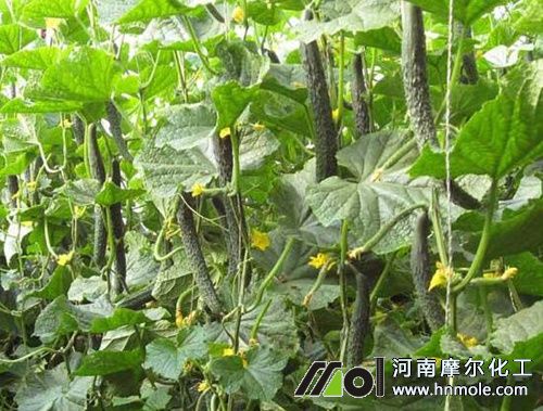 黃瓜的需肥特性 黃瓜的需肥特性