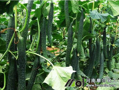 黃瓜水溶肥用量用法 黃瓜水溶肥用量用法