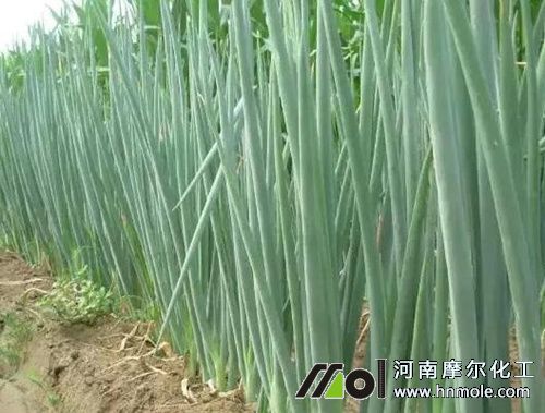 草木灰對種大蔥有幫助嗎 草木灰對種大蔥有幫助嗎