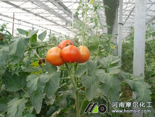 西紅柿需肥特點(diǎn) 西紅柿需肥特點(diǎn)