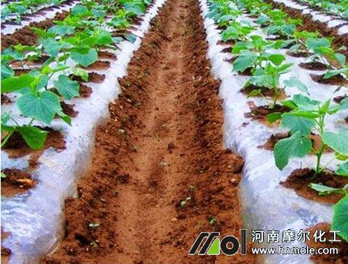 水溶肥在黃瓜上的施用效果 水溶肥在黃瓜上的施用效果