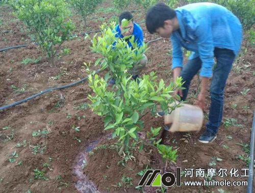 柑橘沖施水溶肥 柑橘沖施水溶肥