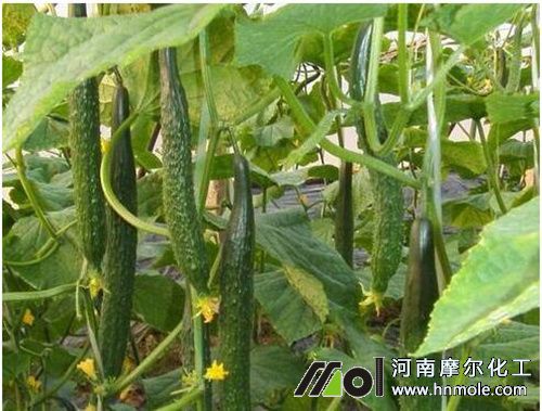 種植黃瓜每畝需肥量 種植黃瓜每畝需肥量