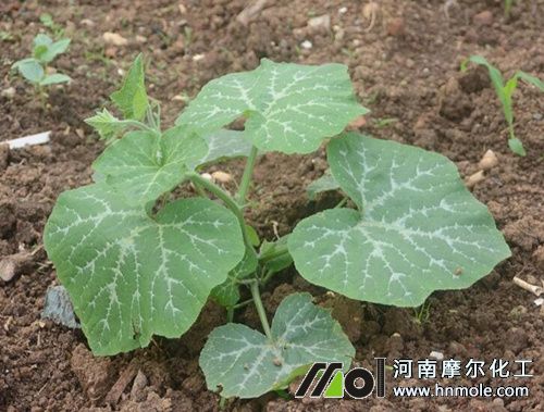 南瓜苗期 南瓜苗期