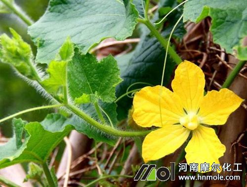 南瓜開花 南瓜開花