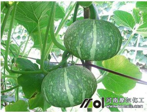 南瓜結瓜 南瓜結瓜