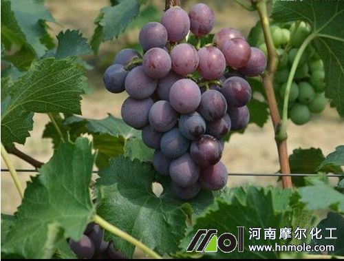 葡萄沖水溶肥時間 葡萄沖水溶肥時間