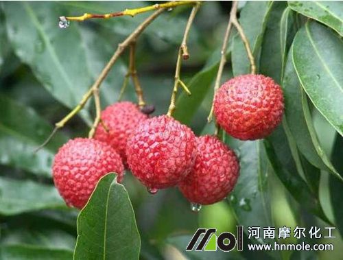 荔枝需肥特點 荔枝需肥特點