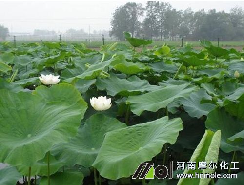 蓮藕施肥時間要求 蓮藕施肥時間要求