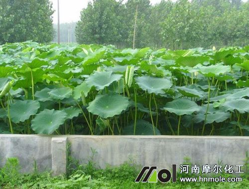 蓮藕水溶肥用法用量 蓮藕水溶肥用法用量