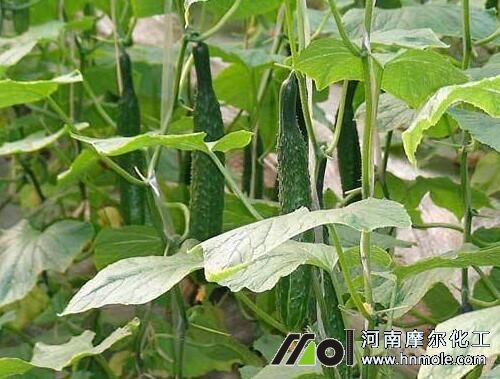 黃瓜需肥特性 黃瓜需肥特性