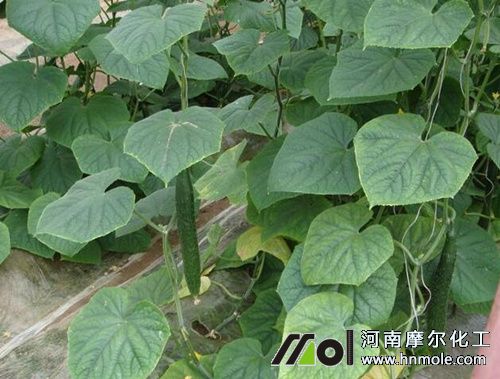 黃瓜水溶肥用法 黃瓜水溶肥用法